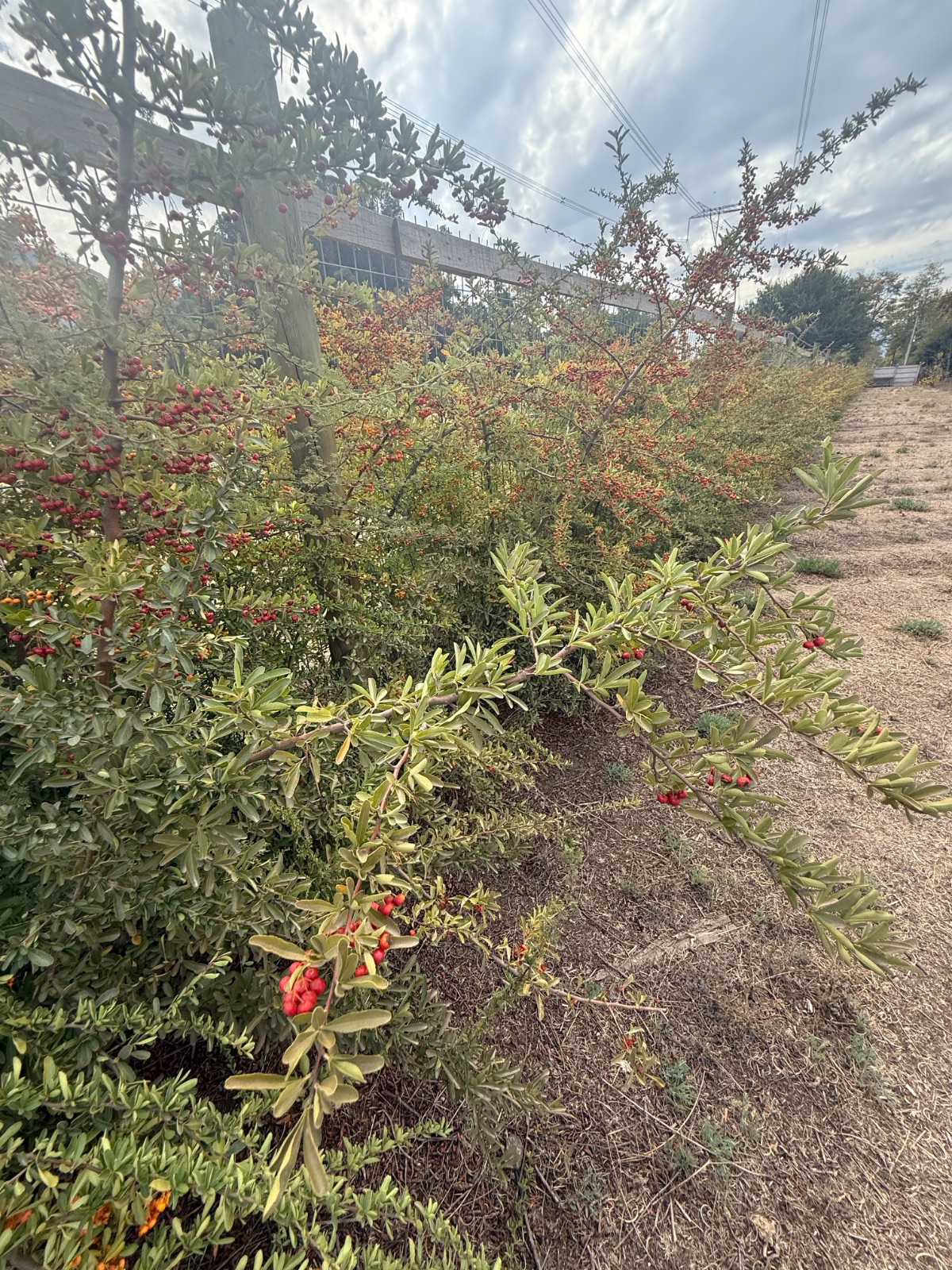 Terreno de 5.200 m² en San Francisco de Mostazal